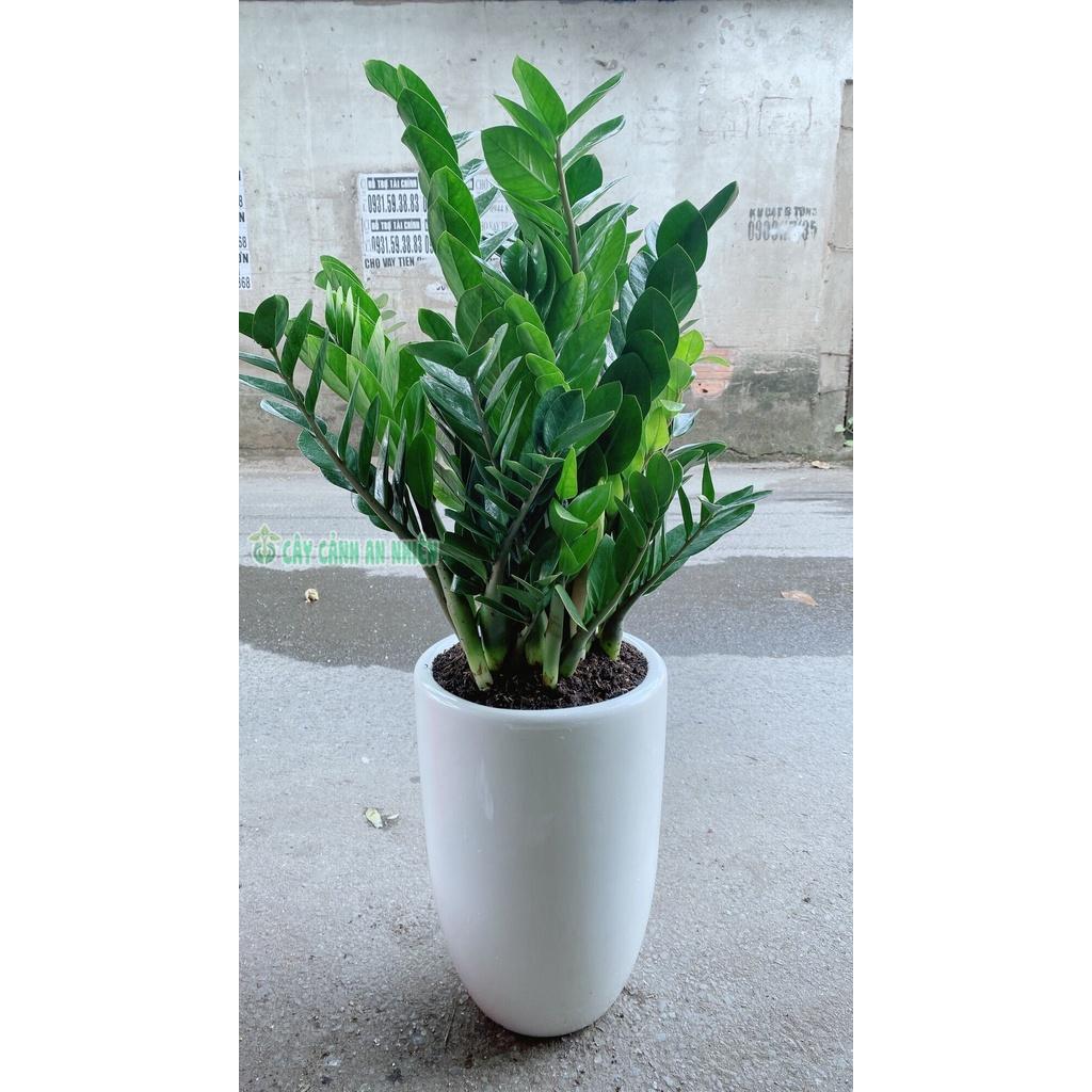 Chậu Cây Kim Phát Tài