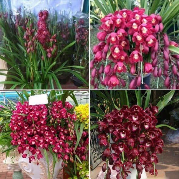 Combo 2 Củ hoa địa lan santo hoa màu tím