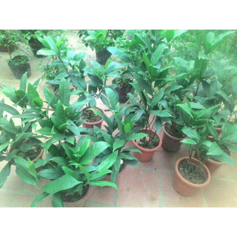 Cây hoa dạ hợp hương hay gọi là hoa trứng gà