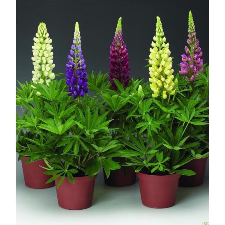 Hạt Giống Hoa Đậu Lupin Mix Màu 50hạt/gói