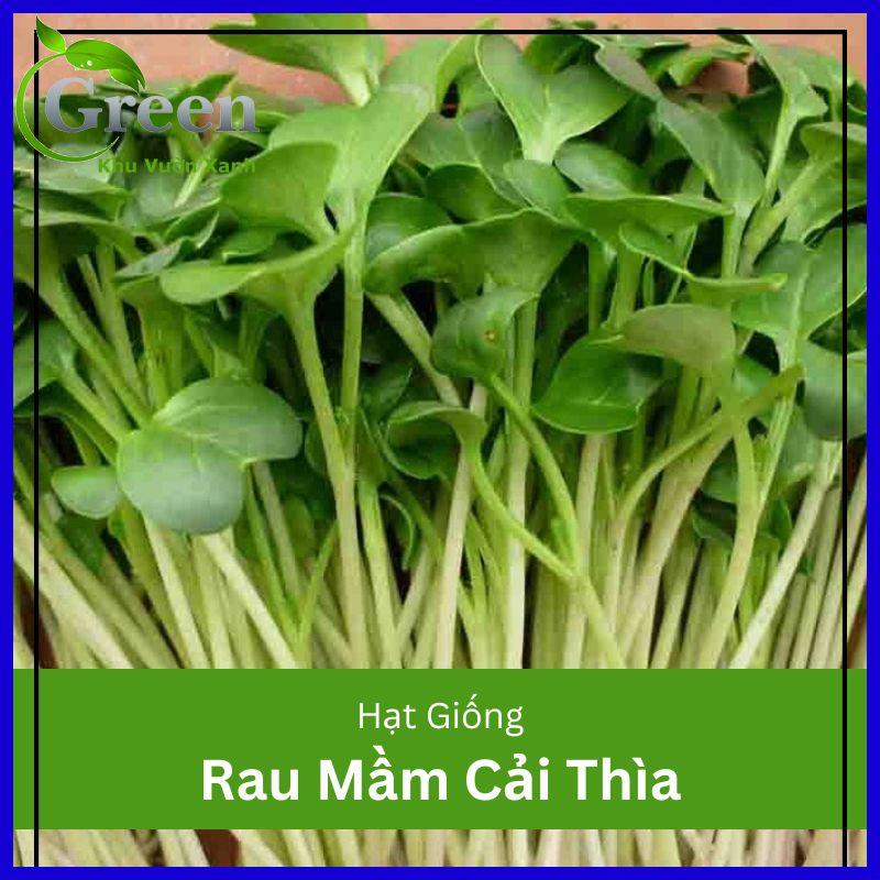 Hạt giống rau mầm cải thìa  - Sản phẩm hoàn hảo cho bạn trồng rau mầm tại nhà
