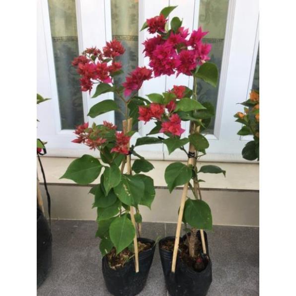 Cây giấy thái đỏ hồng siêu hoa