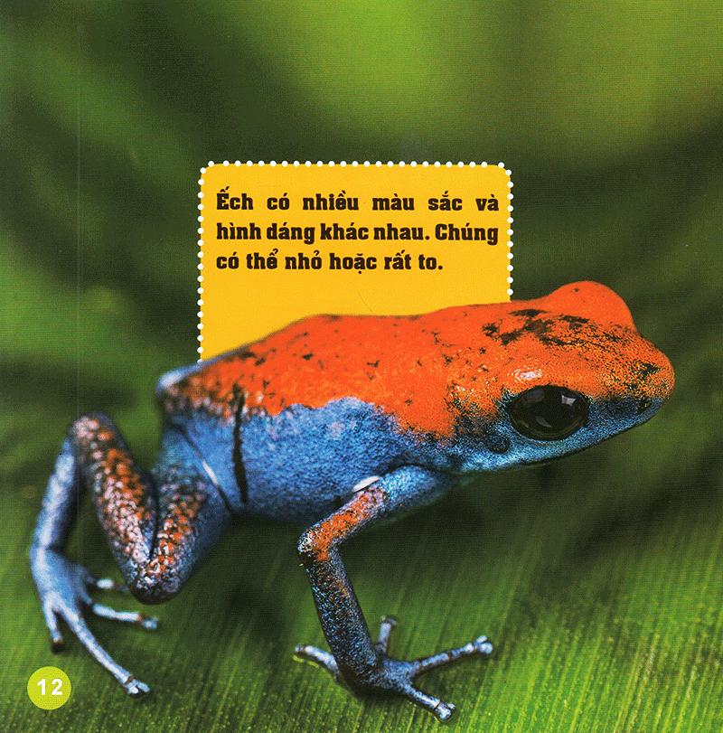 Khám Phá Thế Giới Diệu Kì - Loài Ếch