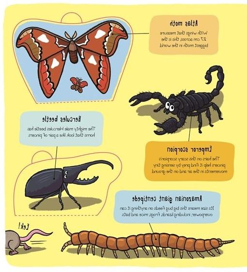 Sách ngoại văn: Little Explorers - Bugs