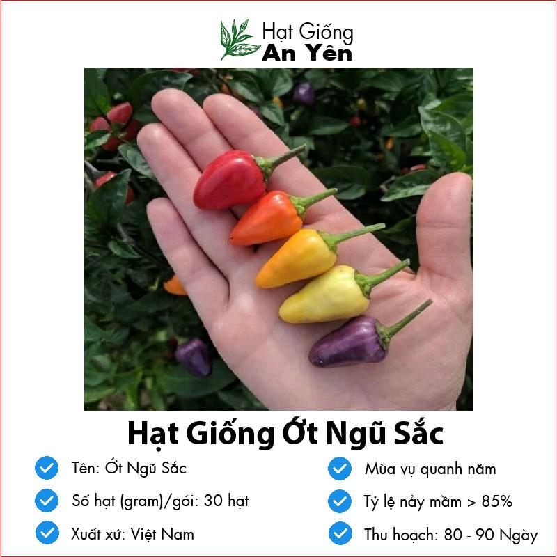 Hạt giống Ớt Ngũ Sắc thu hoạch sớm, dễ trồng, nảy mầm cao, sinh trưởng khoẻ