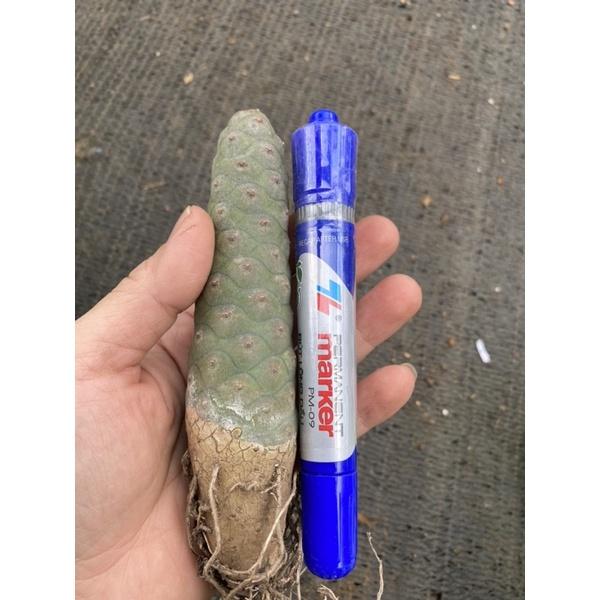 Cây xương rồng Tephrocactus xương rồng trái nhàu