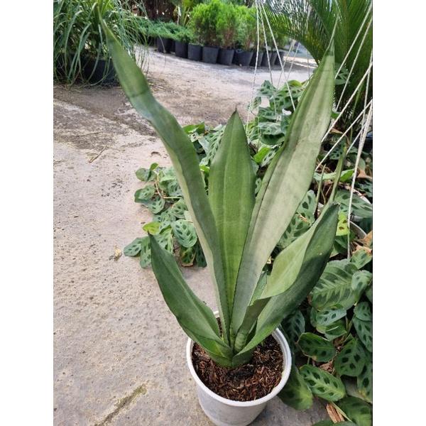 Lưỡi hổ thái bạc - Dracaena trifasciata