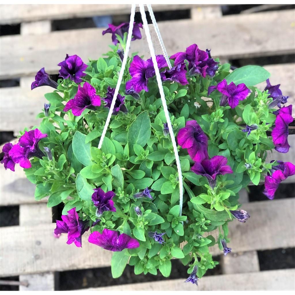 Chậu treo hoa Dạ Yến Thảo DYT 5