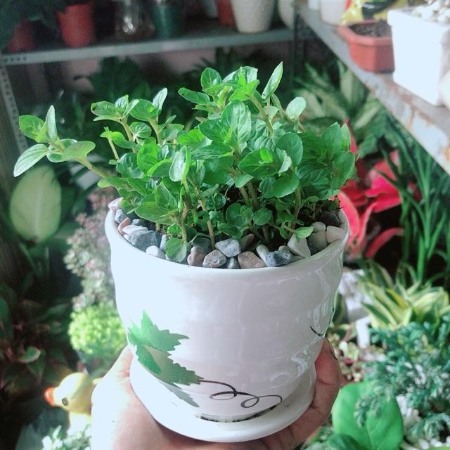 Chậu Cây Bạc Hà Doublemint