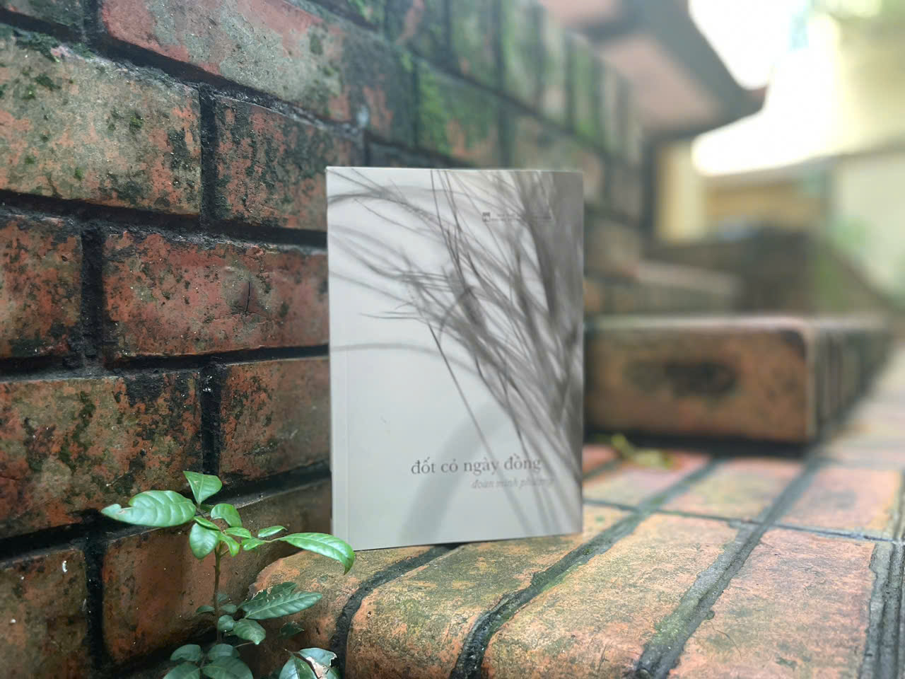 Đốt Cỏ Ngày Đồng