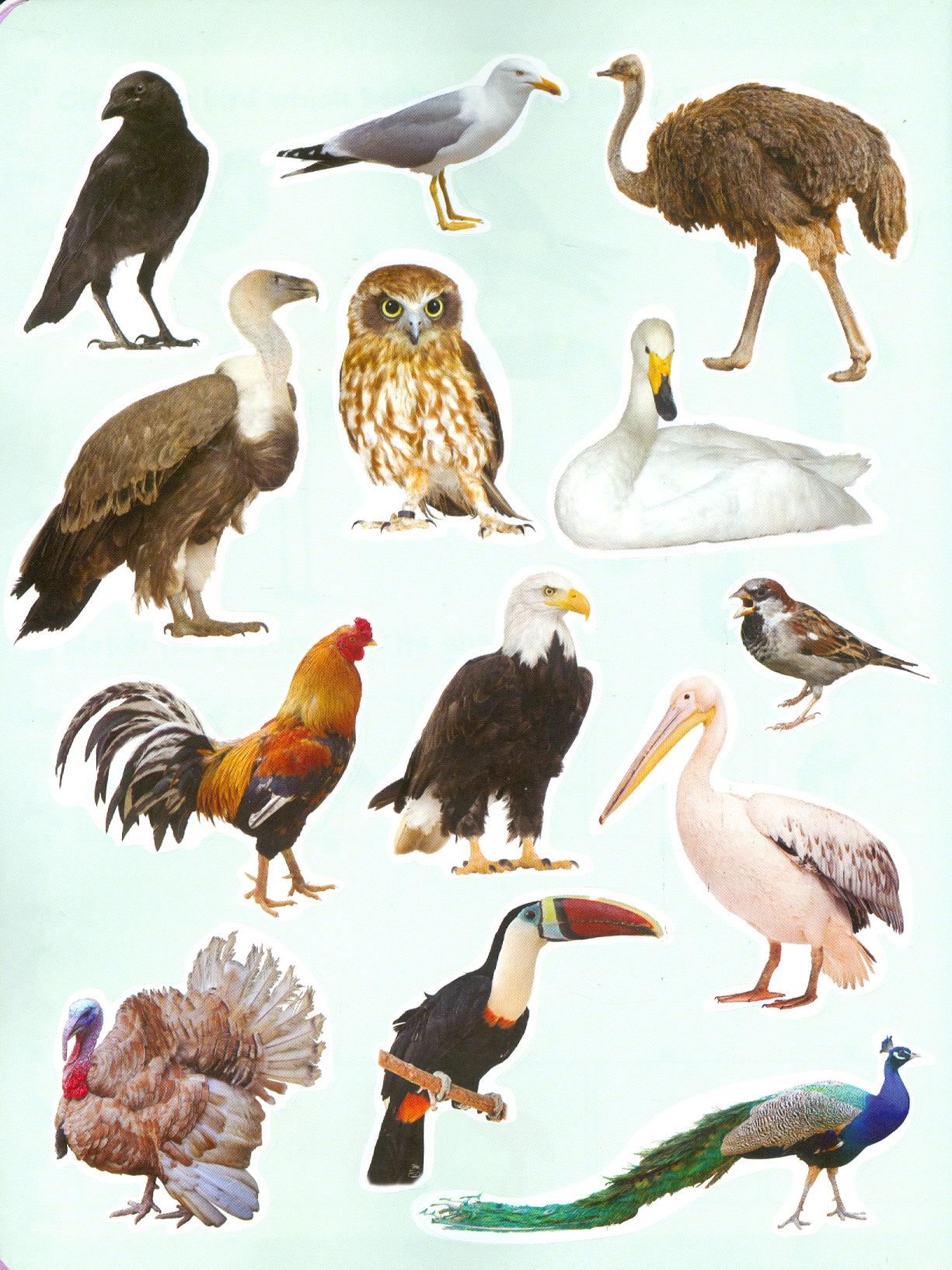 Play With Sticker - Birds (Chơi Cùng Hình Dán - Các Loài Chim)