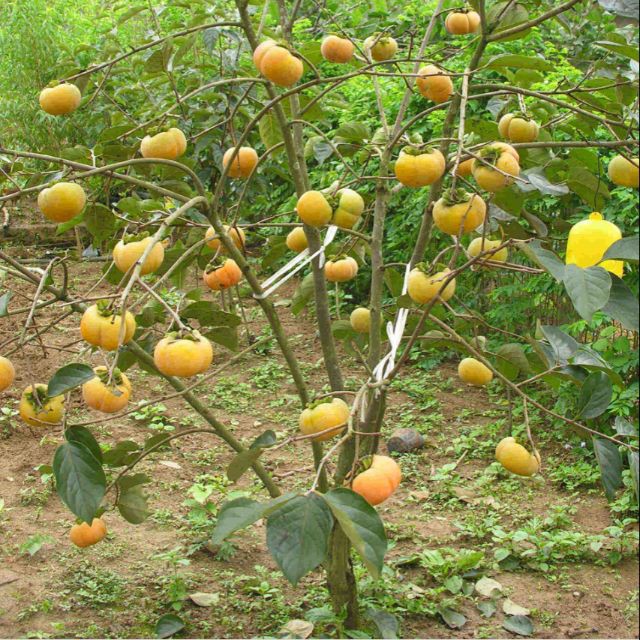 Cây giống hồng giòn nhật bản