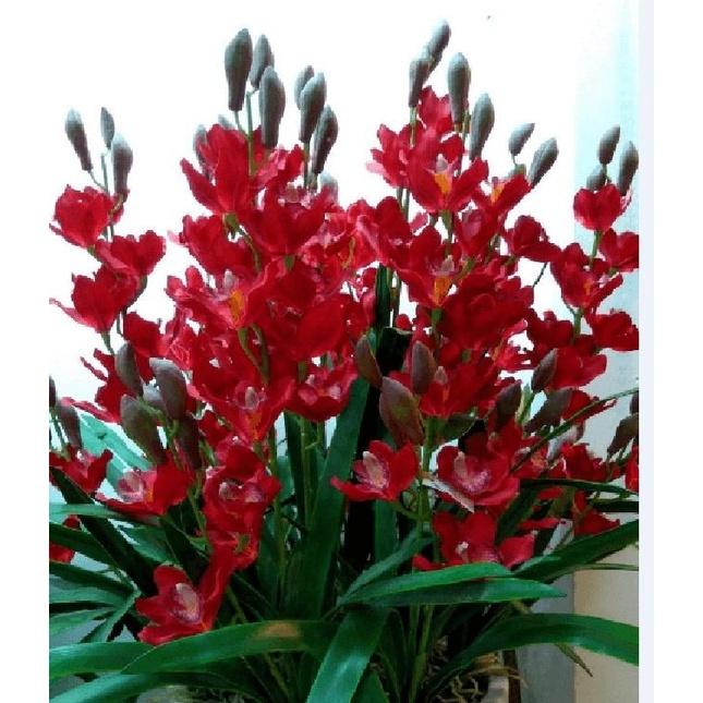 Combo 2 Củ  hoa địa lan santo hoa màu đỏ(củ to,có mầm sẵn,dể trồng,nhanh ra hoa)