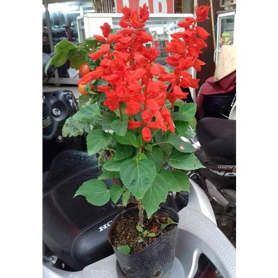Hạt Giống Hoa Xác Pháo Cao Đỏ CT472 - Gói 50 hạt