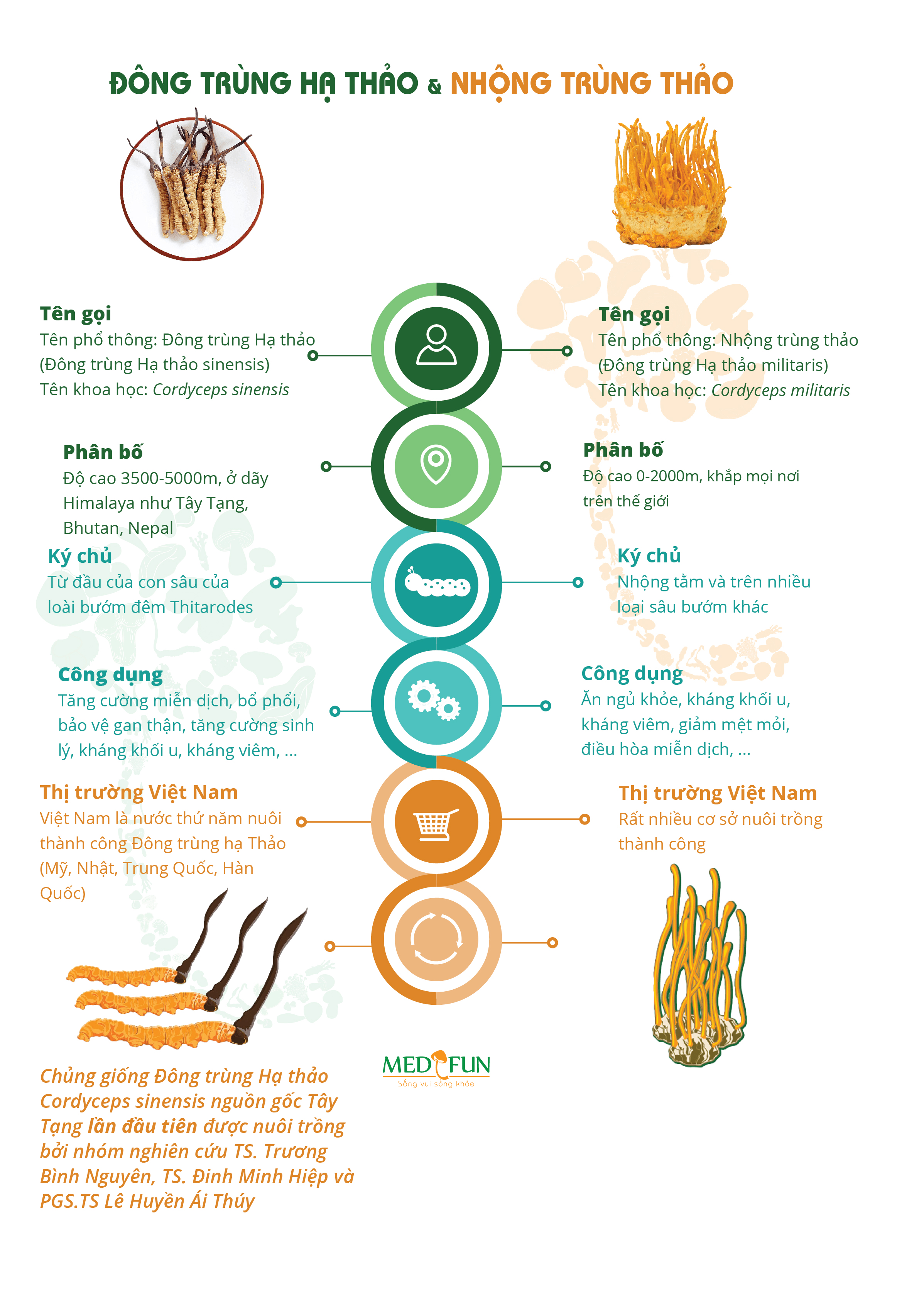 Viên nang Đông trùng Hạ thảo CordyPure Tây Tạng - Medifun hộp 60 viên - Tăng cường hệ miễn dịch - Hàng Chính Hãng - Sản phẩm cao cấp