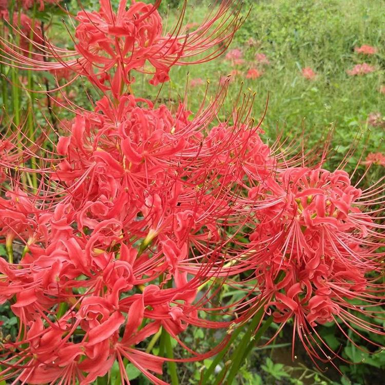 Combo 3 Củ giống hoa bỉ ngạn hoa màu đỏtặng kèm 3 viên nén