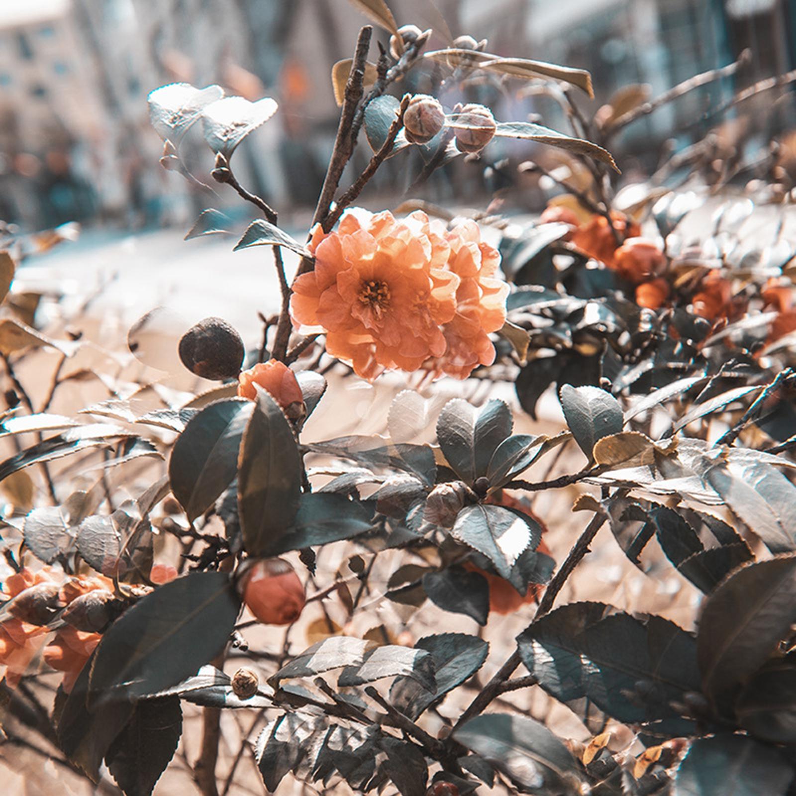 Kaleidoscope  Colorful  for Gourmet Effect Photography Photo