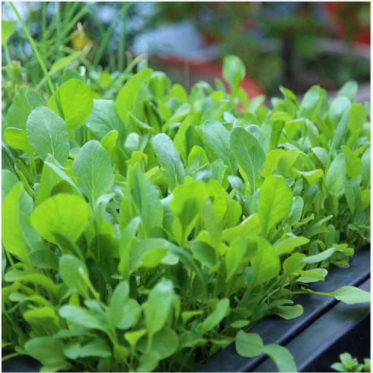 Hạt giống rau cải ăn non baby - Gói 1kg