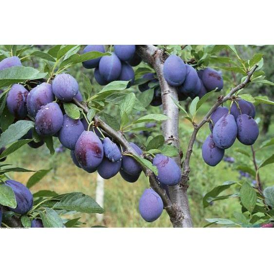 Cây giống MẬN TÍM đường úc - cây giống nhập khẩu