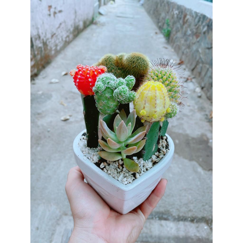Chậu xương rồng tiểu cảnh