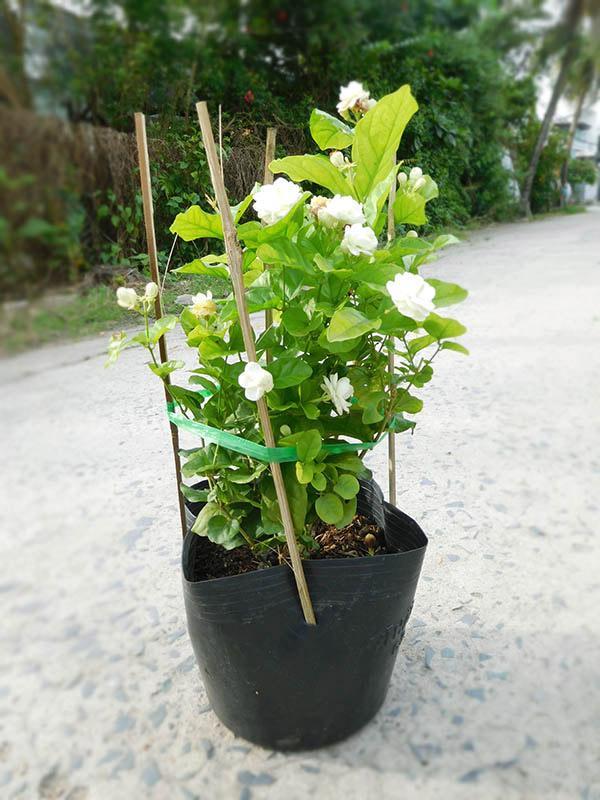 Cây Hoa Lài( Nhài) - Chậu Hoa Cây lài ta được dùng trồng làm cảnh, tạo khóm hoa, bồn cây xanh trang trí sân vườn