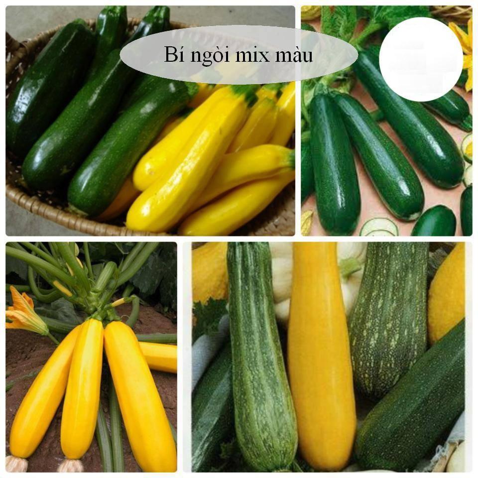 BỘ HẠT GIỐNG BÍ NGÒI XANH VÀ BÍ NGÒI VÀNG + SP HỖ TRỢ
