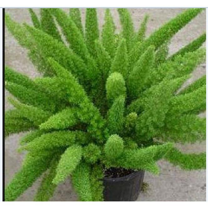 Hạt giống cây Tùng Đuôi Chồn _Trúc Thiên Môn-gói 5 hạt