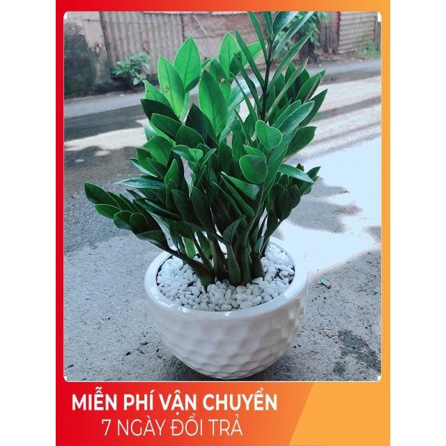 Chậu Kim Tiền