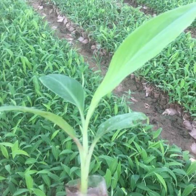 Cây giống Chuối Tây Lùn