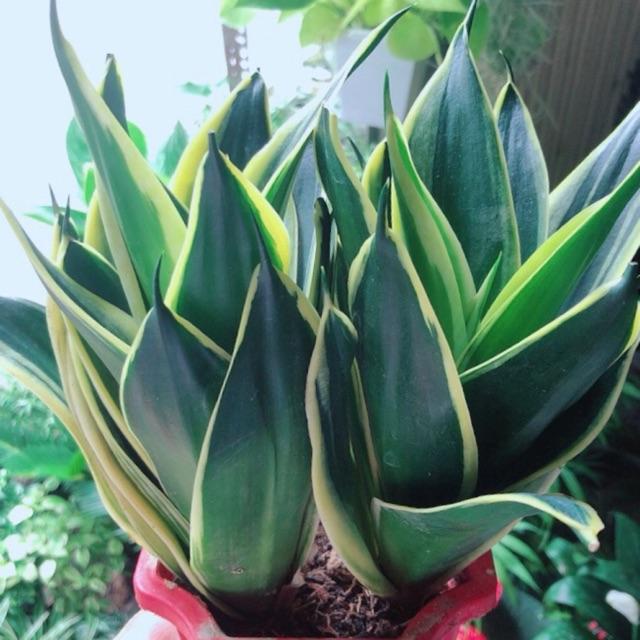 Phật Bà Thái Xanh