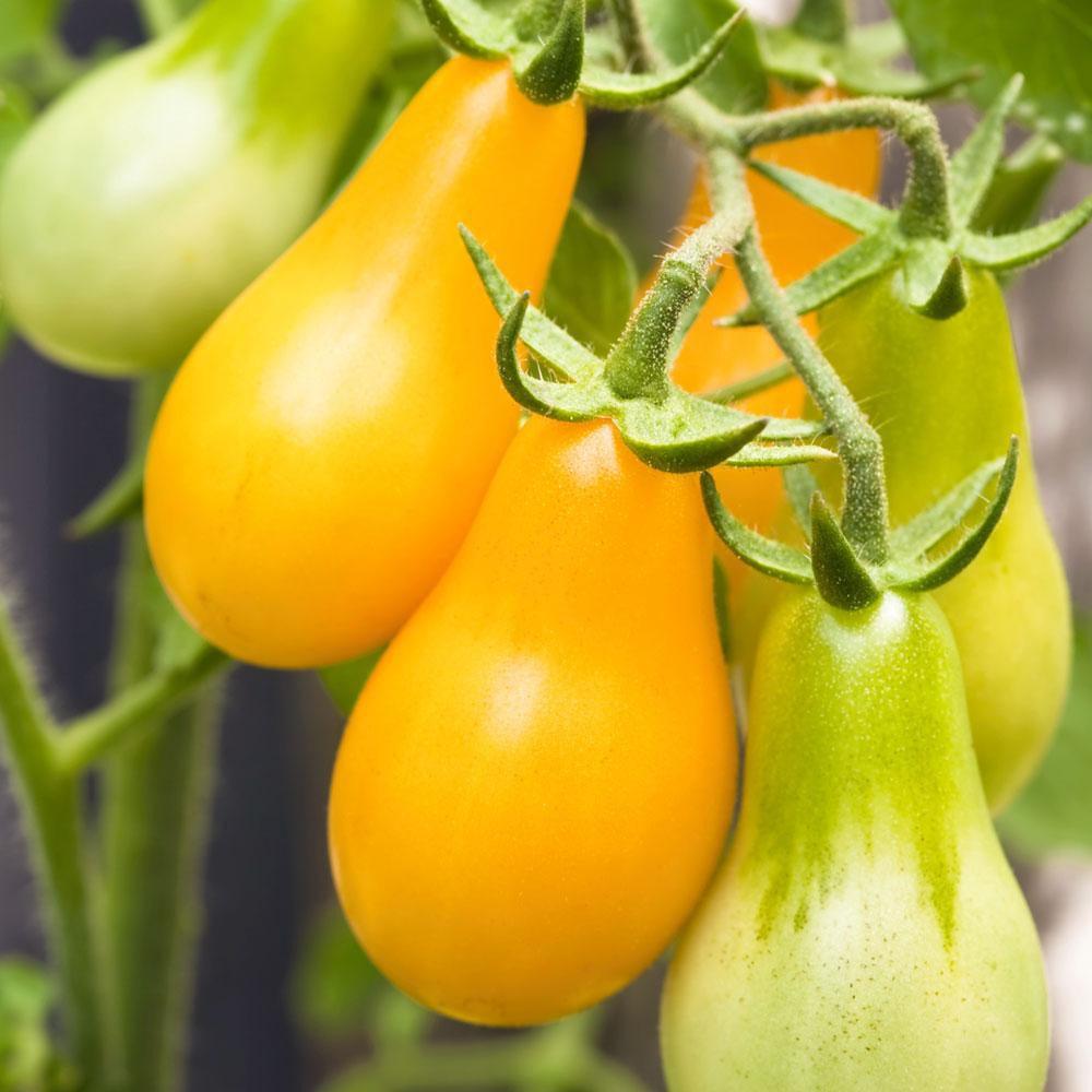 Hạt giống Cà Chua Trái Lê đỏ/ vàng , đóng gói 0,2gr
