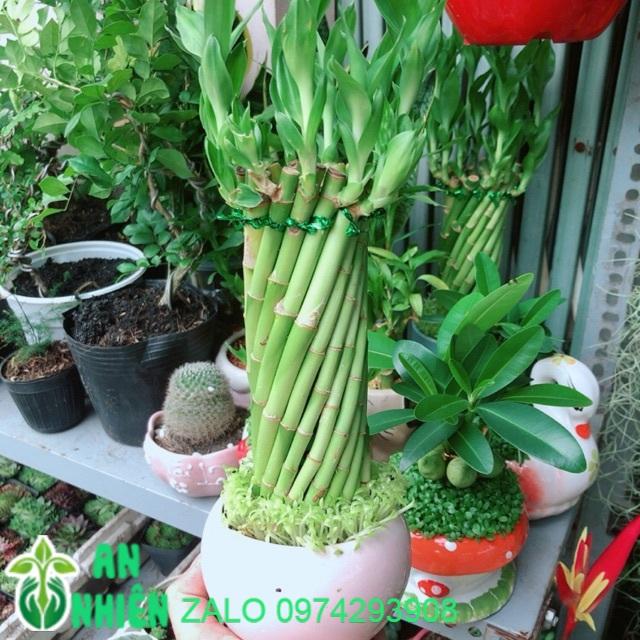 Chậu Trúc Phát Tài