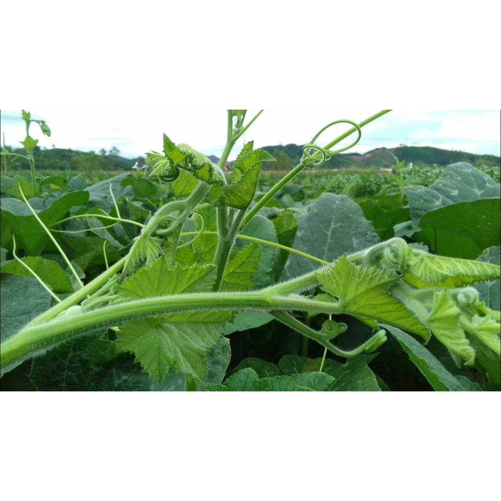 Hạt Giống Bí Đỏ Siêu Ngọn - Giòn Ngọt, Năng Suất Cao 500gr - Hạt Giống Bí Ngô Siêu Ngọn