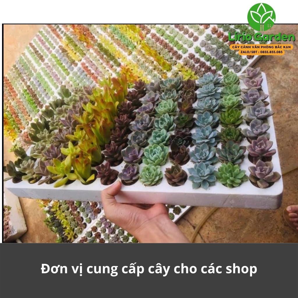 Sen đá , cây sen đá ( gửi cây ngẫu nhiên )