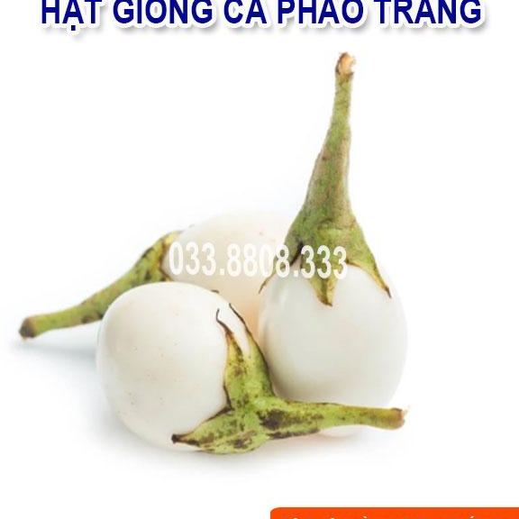 Hạt Giống Cà P.h.á.o Trắng - Tỷ Lệ Nảy Mầm Cao