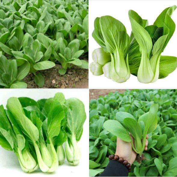 Combo 3 gói Hạt giống rau cải chíp F1