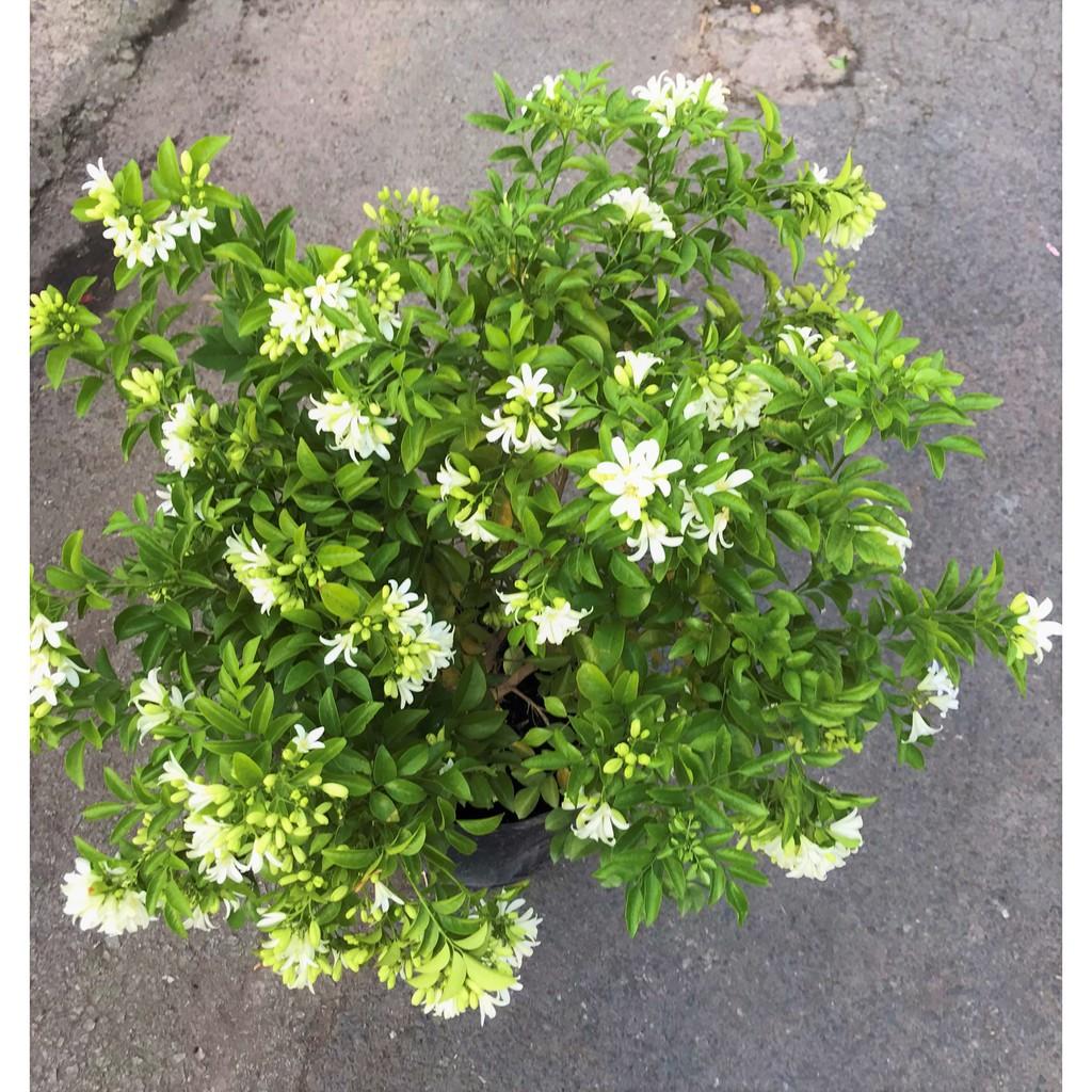 Chậu cây Nguyệt Quế cao 90 - 100 cm