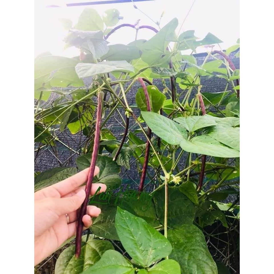 HẠT GIỐNG ĐẬU ĐŨA TÍM