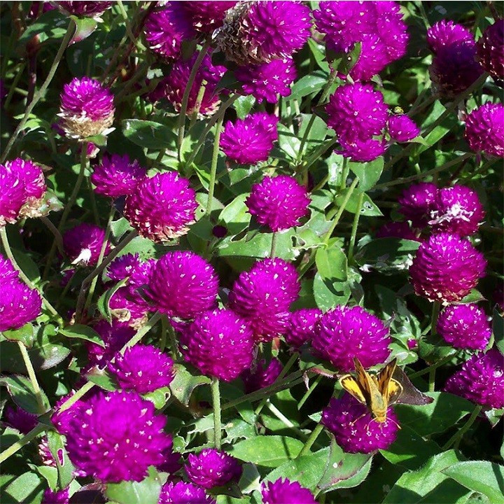 Hạt giống Hoa Cúc nút áo 1