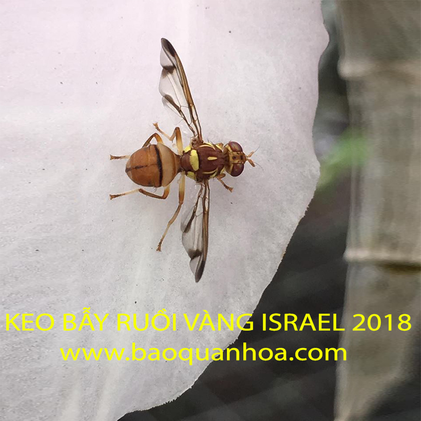 Bẫy Ruồi Nông Nghiệp gây hại Rau Hoa Củ Quả đạt hiệu quả 90% bằng Cuộn Keo Dính Vàng 2 mặt keo , thời gian hiệu lực trên 8 tháng chịu mưa nắng