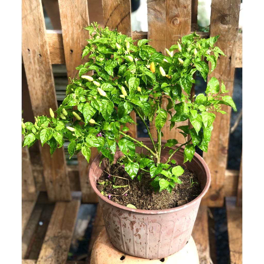 Cây ớt trắng Phan Thiết đang có trái