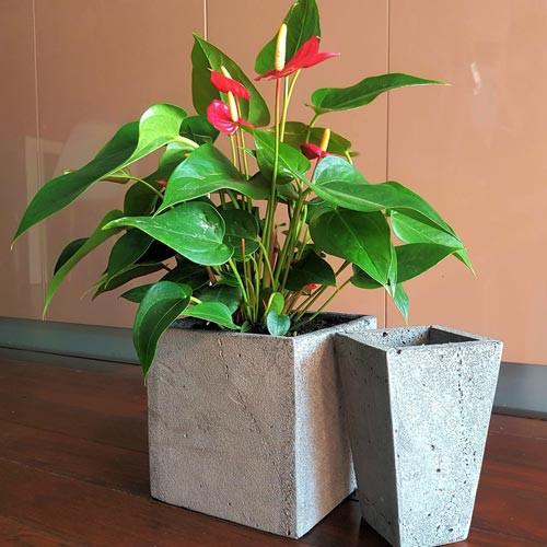 Chậu cây trang trí bằng đá tự nhiên kt D10xR10xC15cm