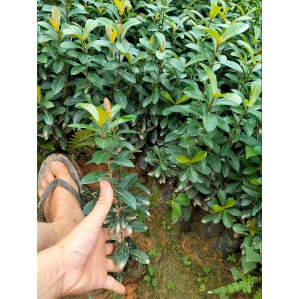 Cây giống mẫu đơn bỉ