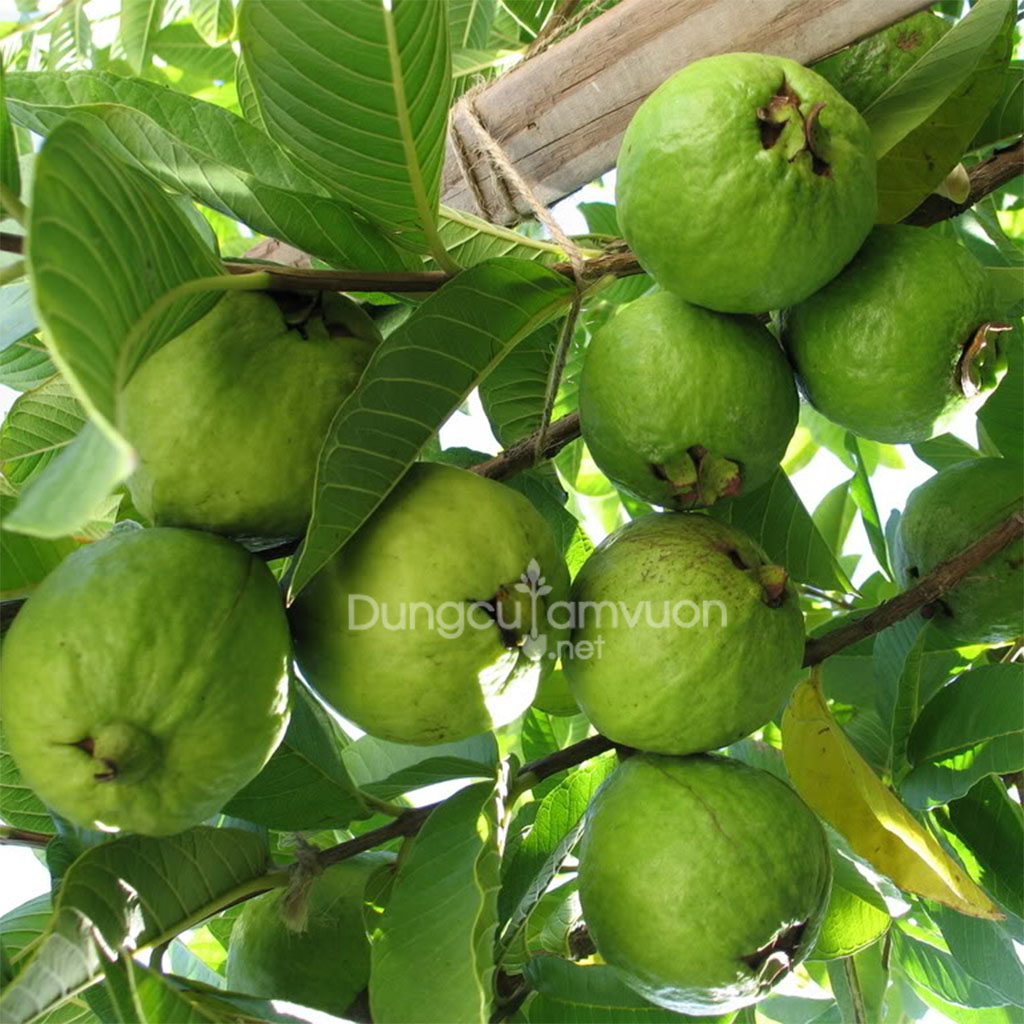 Cây Giống Ổi Lê Ruột Đỏ