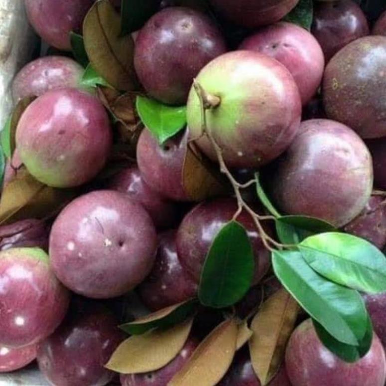 Vú sữa cây choai trồng nhanh cho quả