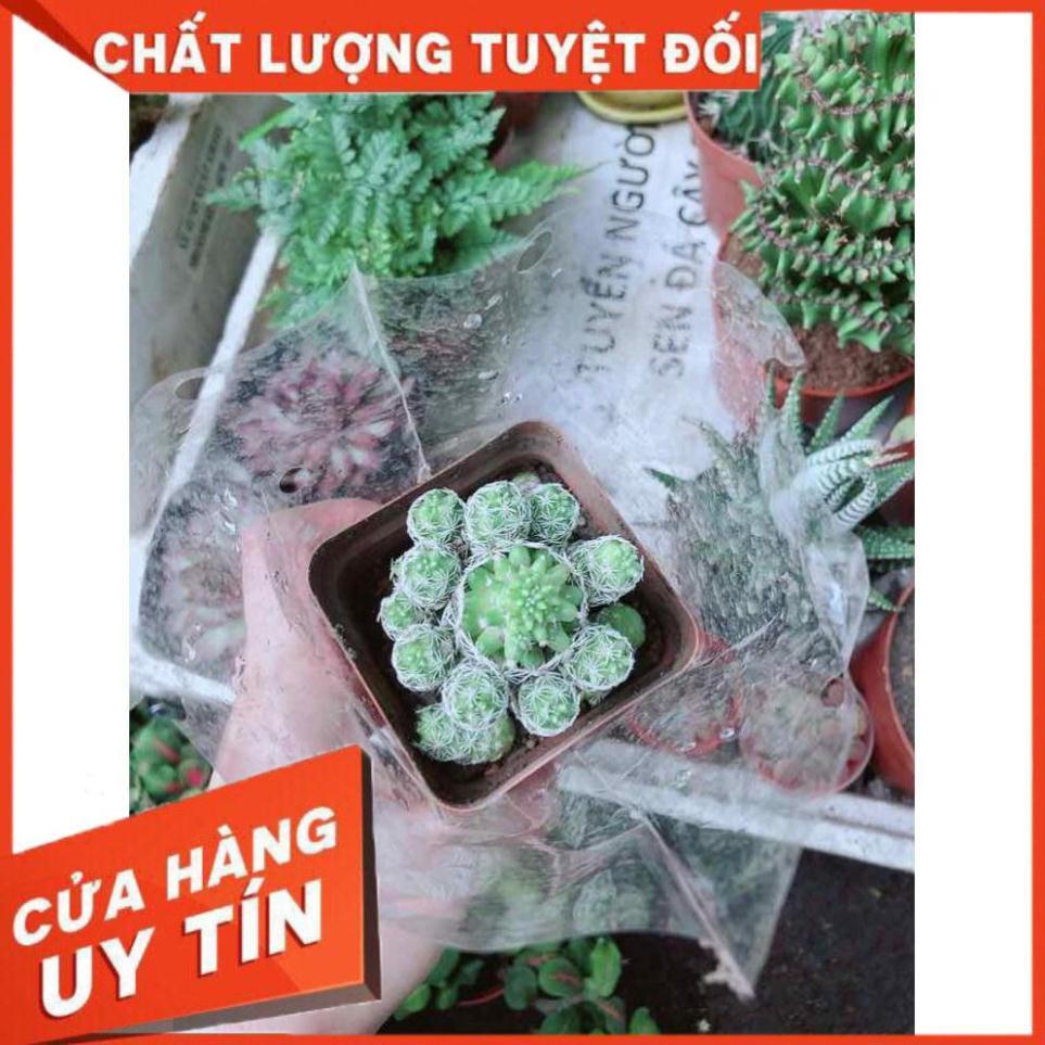 Xương Rồng Trứng Chim Nhiều Người Mua