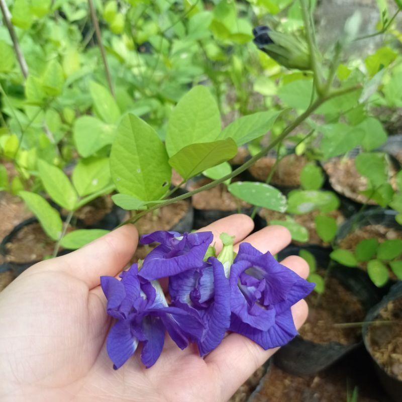 Bầu hoa đậu biếc cánh kép đang hoa