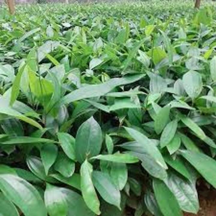 COMBO 4 BẦU CÂY QUẾ GIỐNG