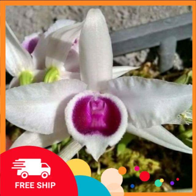 Lan phi điệp, Phi điệp 5 cánh trắng họng hồng