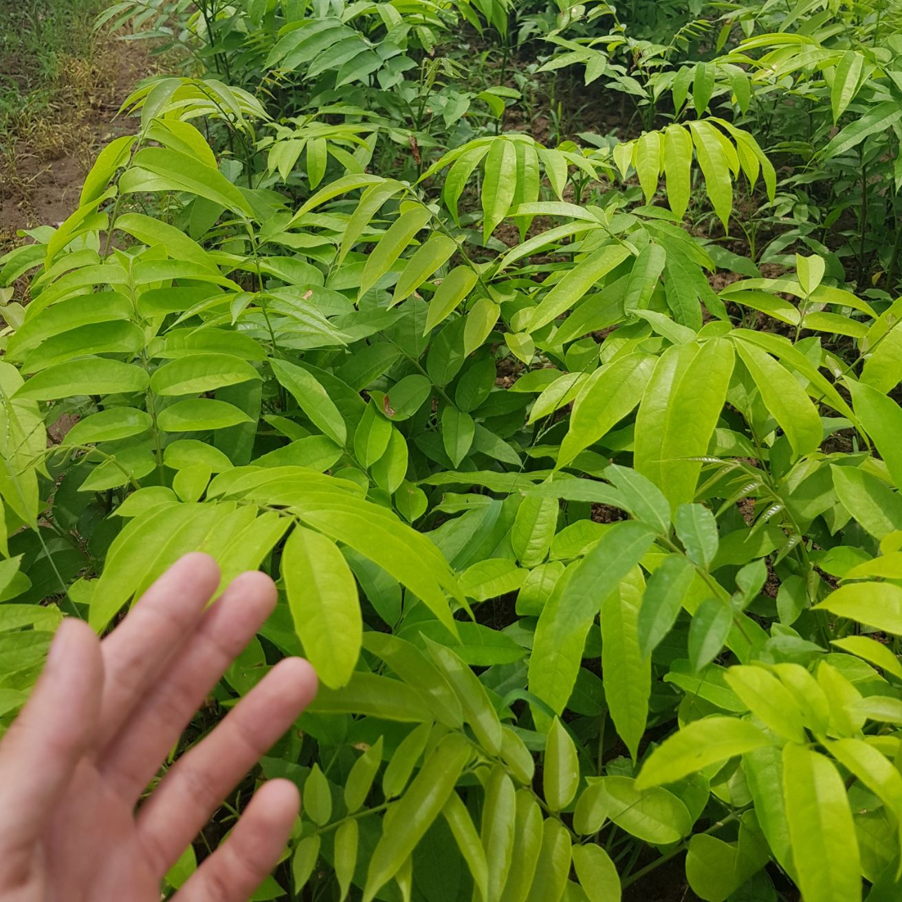Cây sấu giống